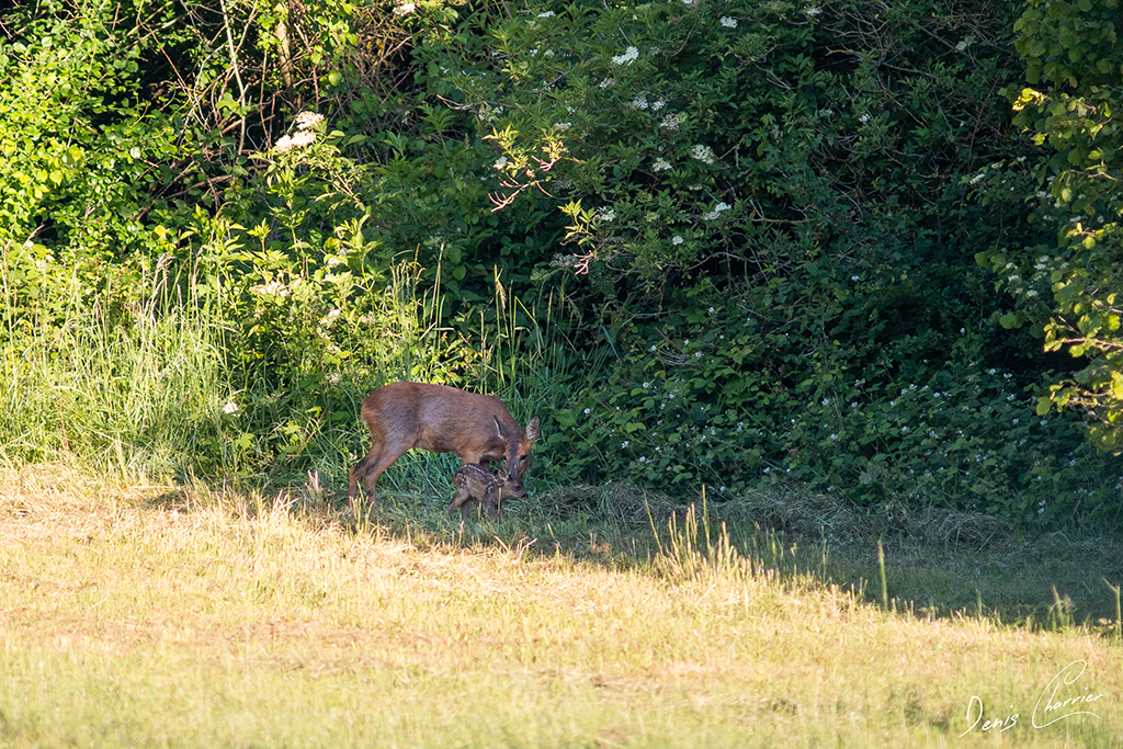 Chevrette avec son très jeune faon